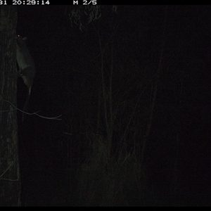 Trichosurus sp. (Brushtail Possum (either common or mountain)) at Lower Pappinbarra, NSW - 31 Oct 2024 by DennisHill