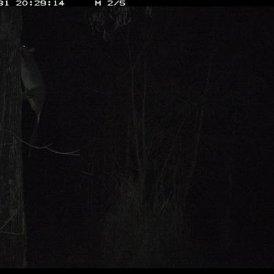 Trichosurus sp. (Brushtail Possum (either common or mountain)) at Lower Pappinbarra, NSW - 31 Oct 2024 by DennisHill