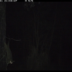 Trichosurus vulpecula (Common Brushtail Possum) at Lower Pappinbarra, NSW - 31 Oct 2024 by DennisHill