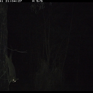 Trichosurus vulpecula (Common Brushtail Possum) at Lower Pappinbarra, NSW - 31 Oct 2024 by DennisHill