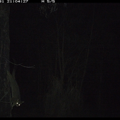 Trichosurus vulpecula (Common Brushtail Possum) at Lower Pappinbarra, NSW - 31 Oct 2024 by DennisHill
