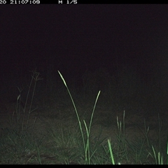 Trichosurus sp. (Brushtail Possum (either common or mountain)) at Lower Pappinbarra, NSW - 20 Nov 2024 by DennisHill