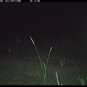 Trichosurus sp. (Brushtail Possum (either common or mountain)) at Lower Pappinbarra, NSW - 20 Nov 2024 by DennisHill