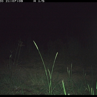 Trichosurus sp. (Brushtail Possum (either common or mountain)) at Lower Pappinbarra, NSW - 20 Nov 2024 by DennisHill