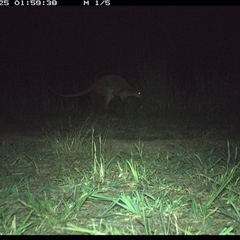 Wallabia bicolor (Swamp Wallaby) at Lower Pappinbarra, NSW - 25 Nov 2024 by DennisHill