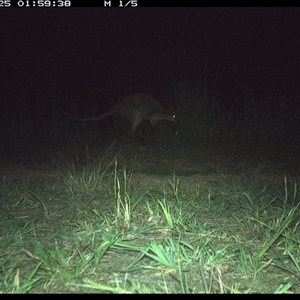 Wallabia bicolor (Swamp Wallaby) at Lower Pappinbarra, NSW - 25 Nov 2024 by DennisHill