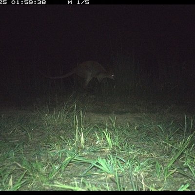 Wallabia bicolor (Swamp Wallaby) at Lower Pappinbarra, NSW - 25 Nov 2024 by DennisHill