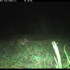 Isoodon macrourus (Northern Brown Bandicoot) at Lower Pappinbarra, NSW - 30 Nov 2024 by DennisHill
