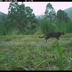 Felis catus (Feral Cat) at Lower Pappinbarra, NSW - 30 Nov 2024 by DennisHill