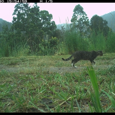 Felis catus (Feral Cat) at Lower Pappinbarra, NSW - 30 Nov 2024 by DennisHill