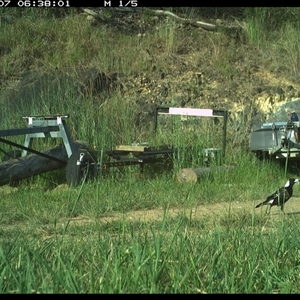 Gymnorhina tibicen at Lower Pappinbarra, NSW - 7 Dec 2024 06:38 AM