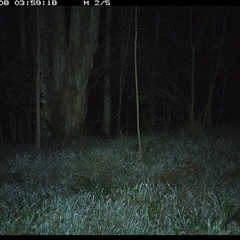 Isoodon macrourus (Northern Brown Bandicoot) at Cooperabung, NSW - 8 Oct 2024 by SimonLumsden