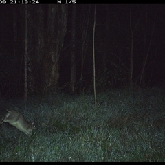 Perameles nasuta (Long-nosed Bandicoot) at Cooperabung, NSW - 9 Oct 2024 by SimonLumsden