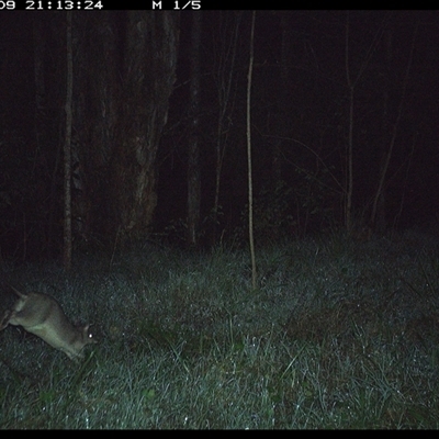 Perameles nasuta (Long-nosed Bandicoot) at Cooperabung, NSW - 9 Oct 2024 by SimonLumsden