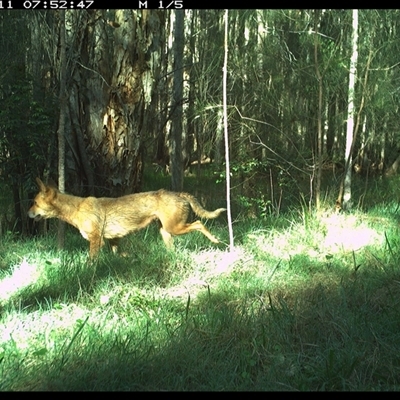 Canis lupus (Dingo / Wild Dog) at Cooperabung, NSW - 11 Oct 2024 by SimonLumsden