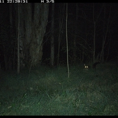 Trichosurus vulpecula (Common Brushtail Possum) at Cooperabung, NSW - 11 Oct 2024 by SimonLumsden