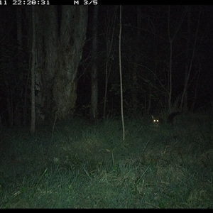 Trichosurus vulpecula (Common Brushtail Possum) at Cooperabung, NSW - 11 Oct 2024 by SimonLumsden