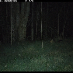 Trichosurus vulpecula at Cooperabung, NSW - 11 Oct 2024 10:28 PM