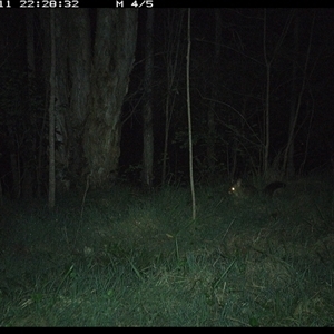 Trichosurus vulpecula at Cooperabung, NSW - 11 Oct 2024 10:28 PM