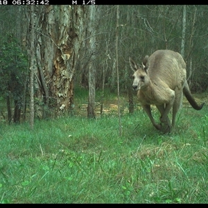 Macropus giganteus (Eastern Grey Kangaroo) at Cooperabung, NSW - 18 Oct 2024 by SimonLumsden