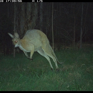 Notamacropus rufogriseus (Red-necked Wallaby) at Cooperabung, NSW - 18 Oct 2024 by SimonLumsden