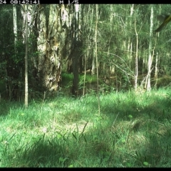 Eopsaltria australis (Eastern Yellow Robin) at Cooperabung, NSW - 24 Oct 2024 by SimonLumsden