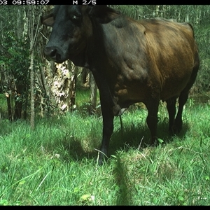 Bos taurus (Cattle) at Cooperabung, NSW - 3 Nov 2024 by SimonLumsden