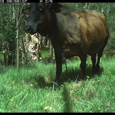 Bos taurus (Cattle) at Cooperabung, NSW - 3 Nov 2024 by SimonLumsden