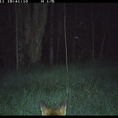 Vulpes vulpes (Red Fox) at Cooperabung, NSW - 11 Nov 2024 by SimonLumsden