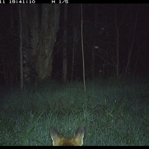 Vulpes vulpes (Red Fox) at Cooperabung, NSW - 11 Nov 2024 by SimonLumsden