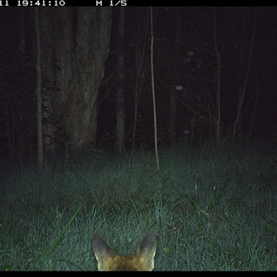 Vulpes vulpes (Red Fox) at Cooperabung, NSW - 11 Nov 2024 by SimonLumsden