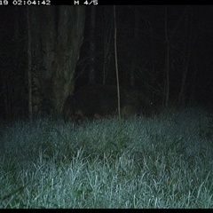 Sus scrofa (Wild Boar, Feral Pig) at Cooperabung, NSW - 19 Nov 2024 by SimonLumsden