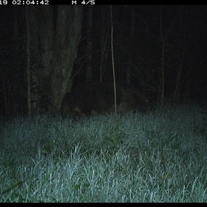 Sus scrofa (Wild Boar, Feral Pig) at Cooperabung, NSW - 19 Nov 2024 by SimonLumsden