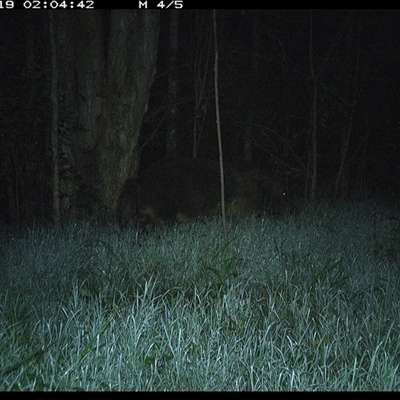 Sus scrofa (Wild Boar, Feral Pig) at Cooperabung, NSW - 19 Nov 2024 by SimonLumsden
