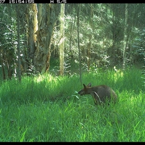 Wallabia bicolor (Swamp Wallaby) at Cooperabung, NSW - 27 Nov 2024 by SimonLumsden