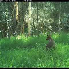 Wallabia bicolor at Cooperabung, NSW - 27 Nov 2024 03:54 PM