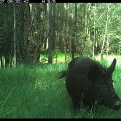 Sus scrofa (Wild Boar, Feral Pig) at Cooperabung, NSW - 7 Dec 2024 by SimonLumsden