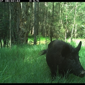 Sus scrofa (Wild Boar, Feral Pig) at Cooperabung, NSW - 7 Dec 2024 by SimonLumsden