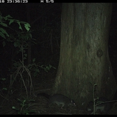Trichosurus caninus (Mountain Brushtail Possum) at Crescent Head, NSW - 18 Dec 2024 by SimonLumsden