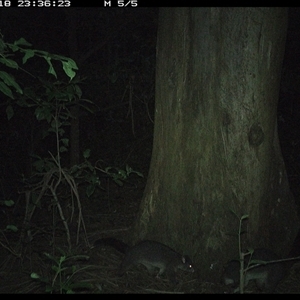 Trichosurus caninus (Mountain Brushtail Possum) at Crescent Head, NSW - 18 Dec 2024 by SimonLumsden