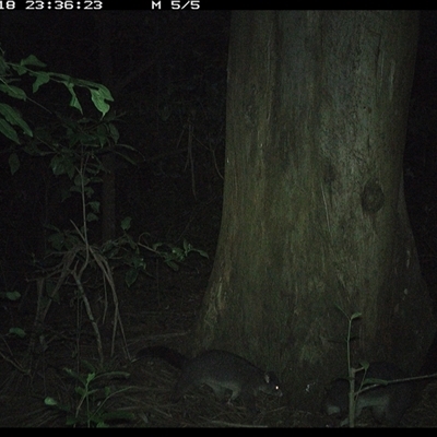 Trichosurus caninus (Mountain Brushtail Possum) at Crescent Head, NSW - 18 Dec 2024 by SimonLumsden