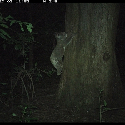 Phascolarctos cinereus (Koala) at Crescent Head, NSW - 20 Dec 2024 by SimonLumsden