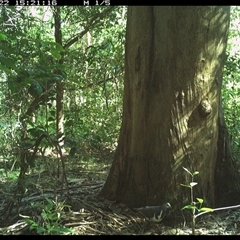 Leucosarcia melanoleuca (Wonga Pigeon) at Crescent Head, NSW - 22 Dec 2024 by SimonLumsden