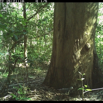 Leucosarcia melanoleuca (Wonga Pigeon) at Crescent Head, NSW - 22 Dec 2024 by SimonLumsden
