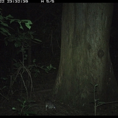 Perameles nasuta (Long-nosed Bandicoot) at Crescent Head, NSW - 22 Dec 2024 by SimonLumsden