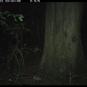 Perameles nasuta (Long-nosed Bandicoot) at Crescent Head, NSW - 22 Dec 2024 by SimonLumsden