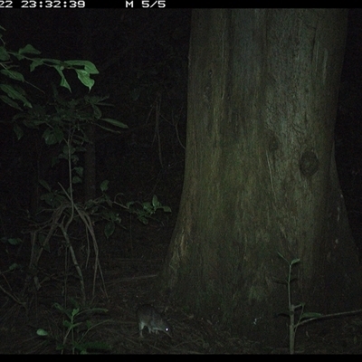 Perameles nasuta (Long-nosed Bandicoot) at Crescent Head, NSW - 22 Dec 2024 by SimonLumsden