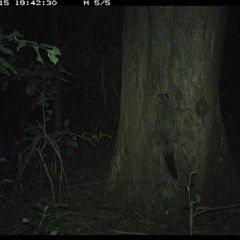 Trichosurus vulpecula (Common Brushtail Possum) at Crescent Head, NSW - 15 Dec 2024 by SimonLumsden