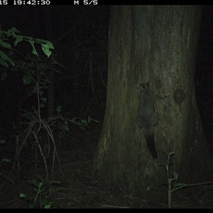 Trichosurus vulpecula (Common Brushtail Possum) at Crescent Head, NSW - 15 Dec 2024 by SimonLumsden