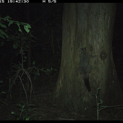Trichosurus vulpecula (Common Brushtail Possum) at Crescent Head, NSW - 15 Dec 2024 by SimonLumsden